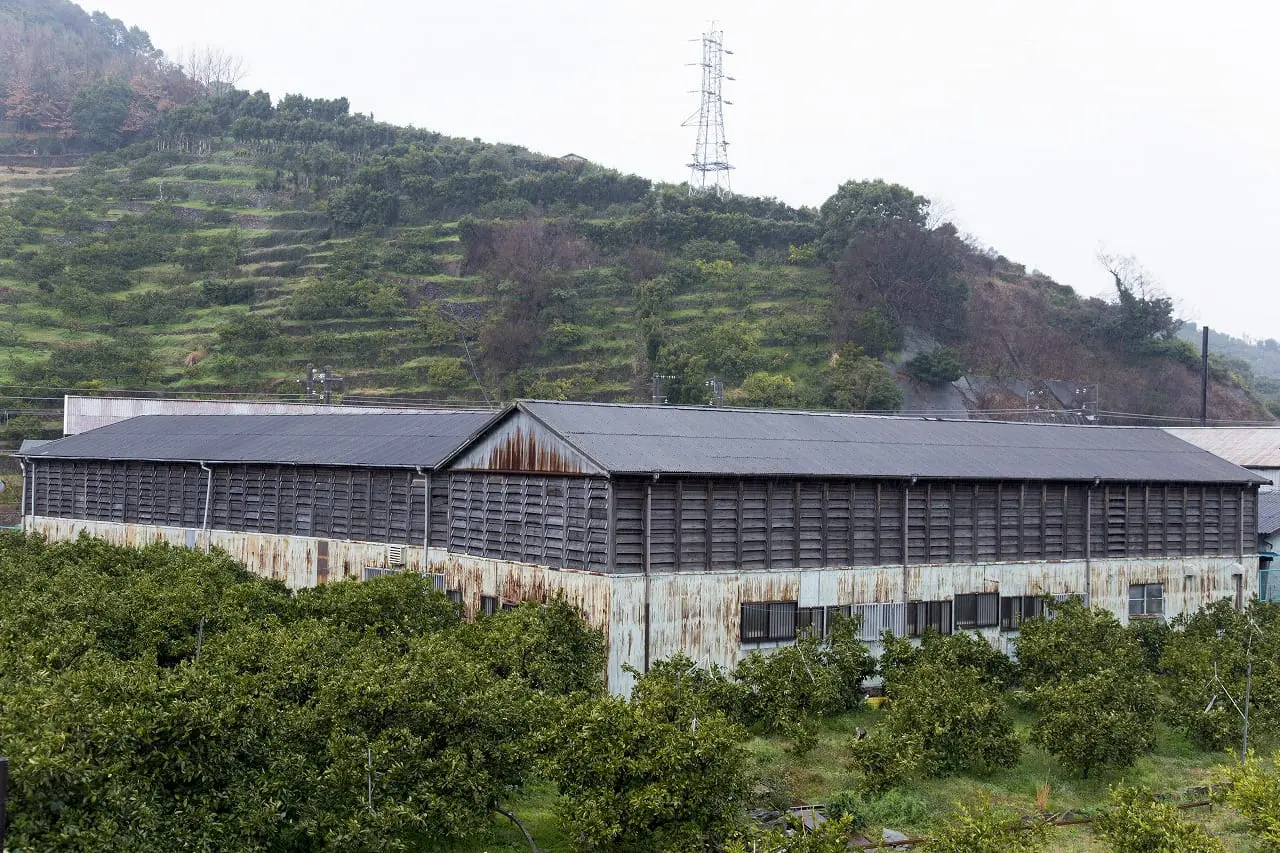 天然除虫菊の原料